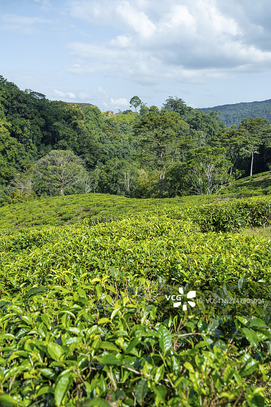 坦桑尼亚唐加东部乌桑巴拉山脉阿马尼自然森林保护区热带雨林间的山峦茶园图片素材