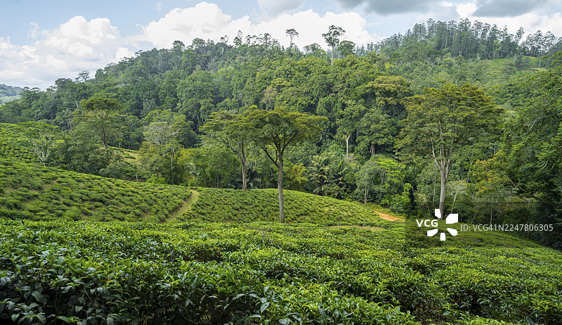 坦桑尼亚唐阿东部乌桑巴拉山脉阿马尼自然森林保护区热带雨林间的山丘茶园图片素材