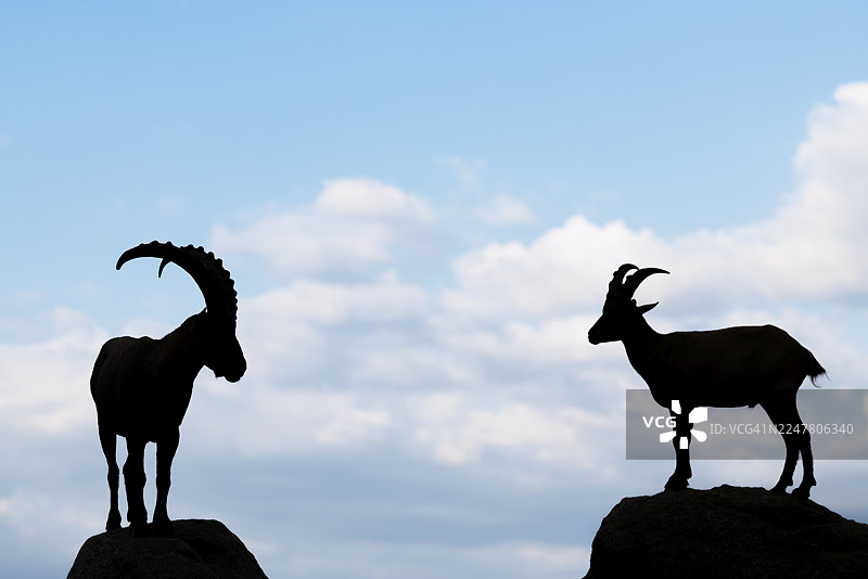 一雄一雌的羱羊（Capra ibex）分别站在岩石上，相对而立。剪影背景为蓝天白云。奥地利克恩顿州图片素材