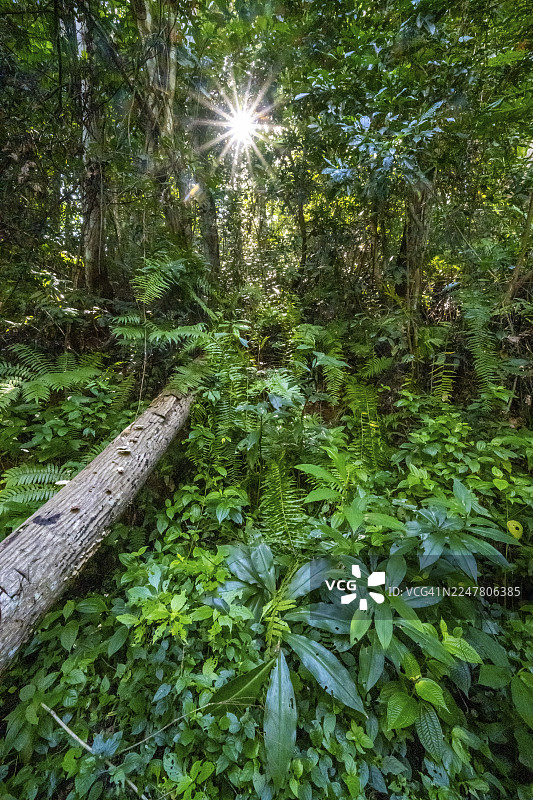 阳光透过树叶，热带雨林植被茂密，阿马尼自然森林保护区，坦噶，坦桑尼亚图片素材