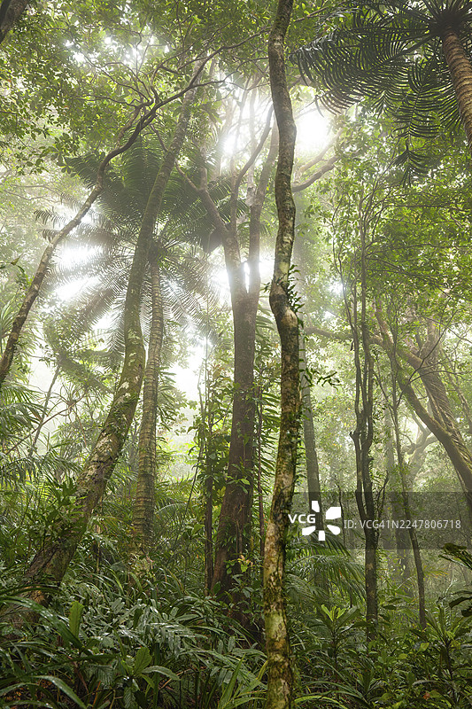 澳大利亚昆士兰州戴恩树国家公园，通往悲伤山途中的，有榕属植物和特有物种的朦胧热带雨林图片素材
