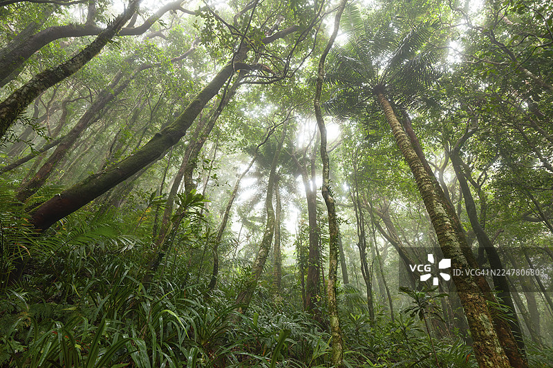 澳大利亚昆士兰州戴恩树国家公园，通往悲伤山途中的，有榕树和特有物种的迷雾热带雨林图片素材