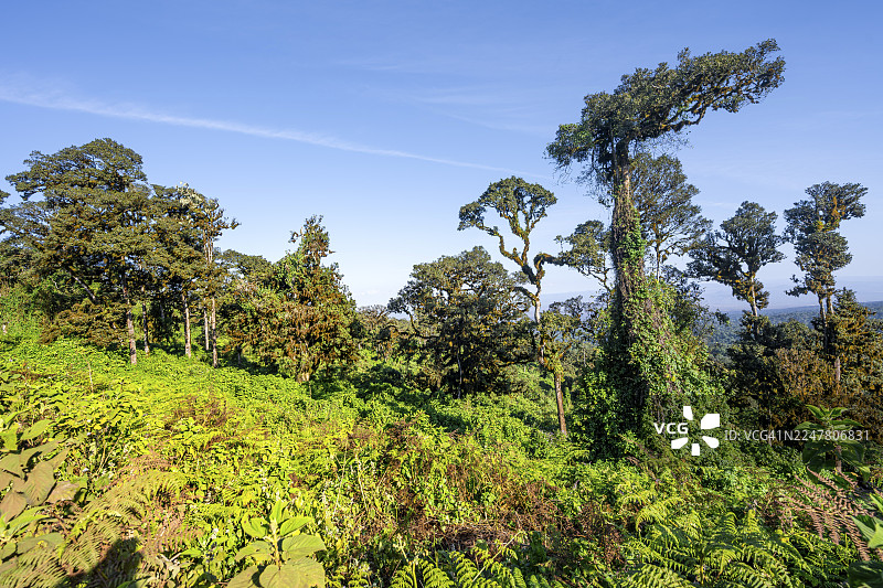 坦桑尼亚恩戈罗恩戈罗保护区恩戈罗恩戈罗火山口边缘的树木和森林图片素材