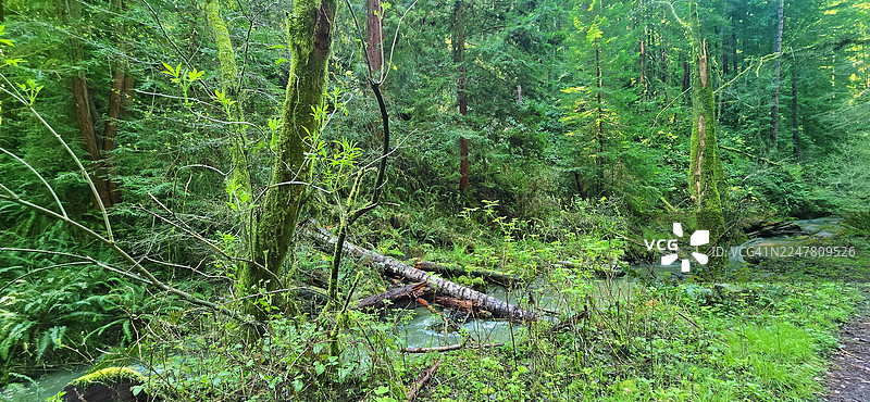 加州门多西诺红杉林中的溪流图片素材