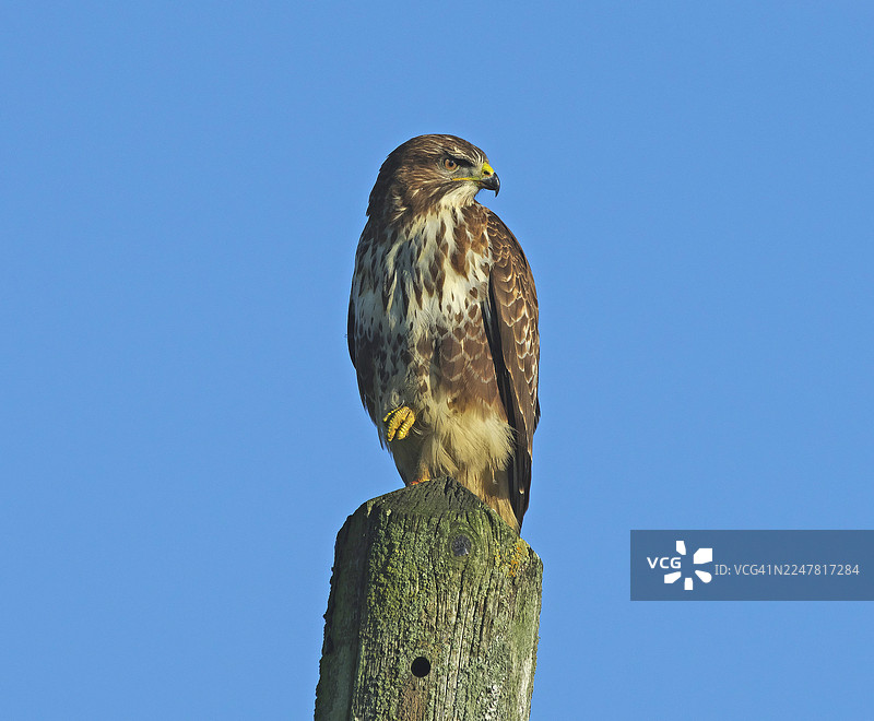 普通鵟 [Buteo buteo]图片素材