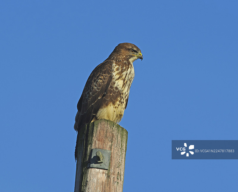 普通鵟 [Buteo buteo]图片素材