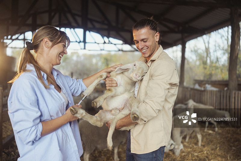 农场里的年轻农民在谷仓内照料羊群，乡村背景图片素材