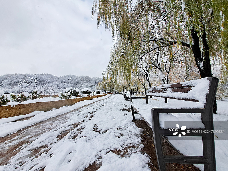 背景是垂柳树，旁边是步行道，空置的公园长椅上覆盖着新鲜的雪图片素材