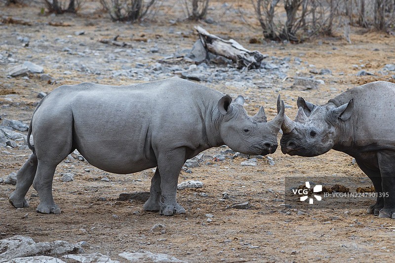 纳米比亚埃托沙国家公园的两只黑犀牛图片素材