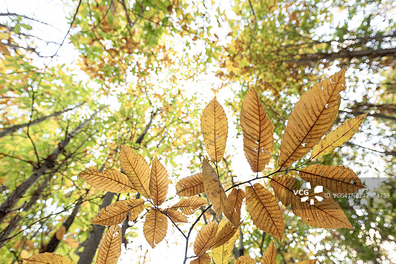 栗子树叶下方，树冠在背景中图片素材