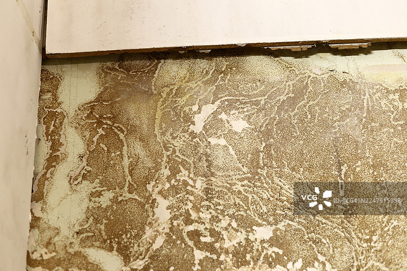 白蚁损坏了室内房间里的木制橱柜。图片素材