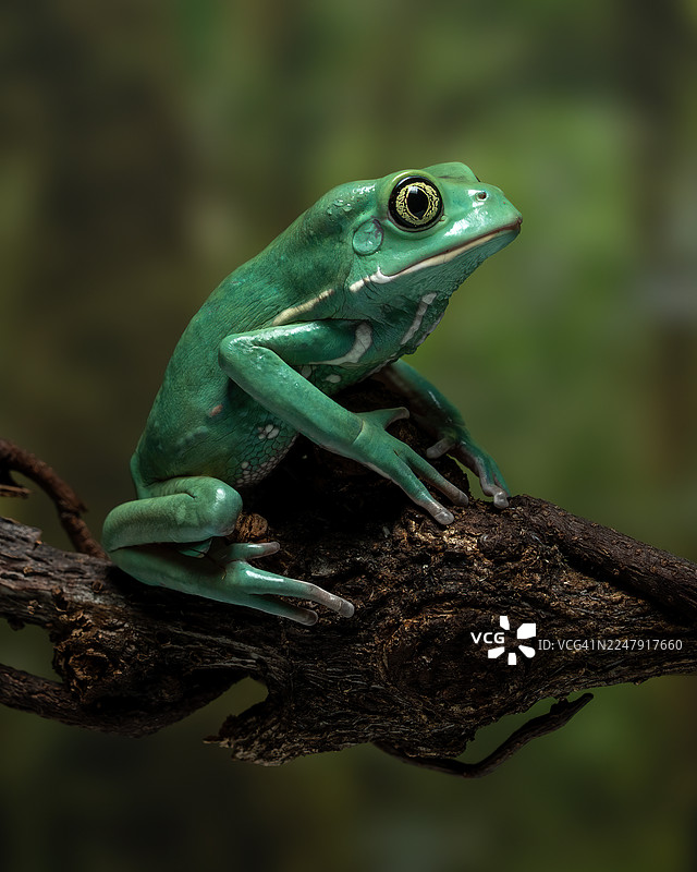 蜡猴树蛙图片素材