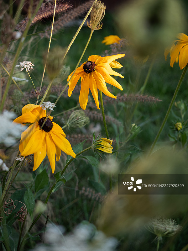 鲁冰花属（Rudbeckia hirta）的黄色松果菊在夏季的自然花园中，与观赏草和野花一同生长。图片素材
