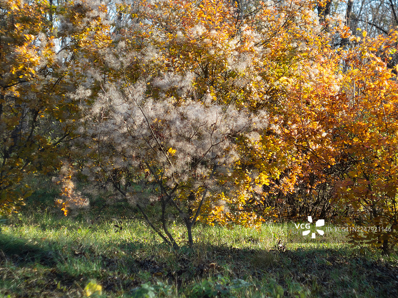 烟树（欧洲黄栌）在秋日阳光的逆光下，展现出蓬松的种籽羽毛。柔和的金黄色叶子围绕着空气感十足、如云朵般的圆锥花序，在自然森林环境中营造出明亮的季节性景象。图片素材