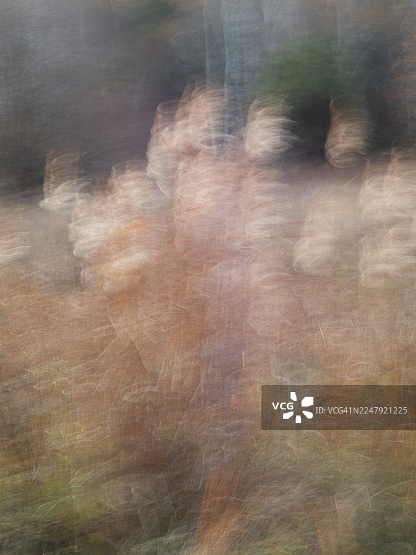 抽象的意图性相机运动图像，秋天的芦苇，柔和的漩涡形状，暖米色、橙色和柔和的绿色调，在没有明确细节的深色森林背景下形成模糊的绘画般田野纹理图片素材