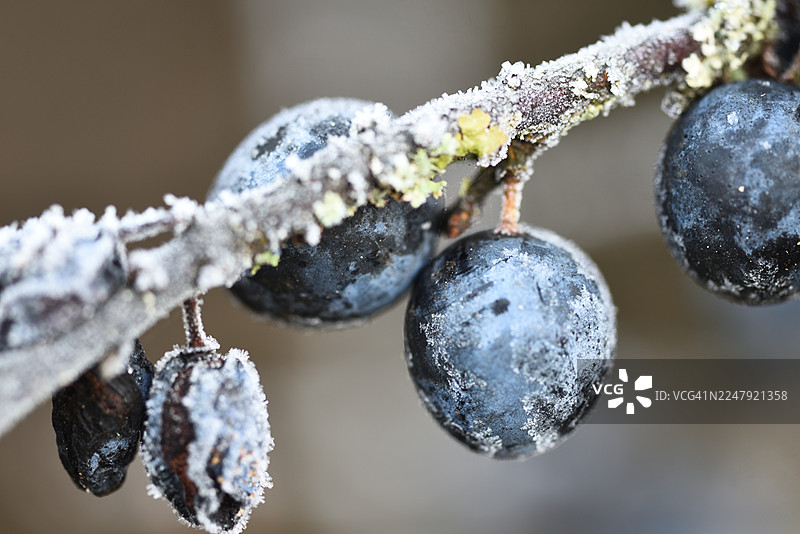 带霜的欧洲刺篱木图片素材