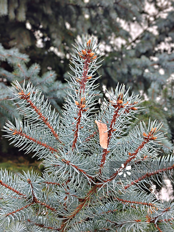 蓝云杉 / Picea pungens / 科罗拉多云杉 / 观赏树 / 安大略省 / 加拿大图片素材