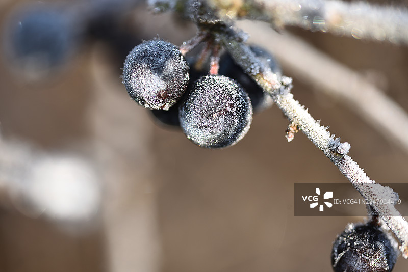 长着白霜的欧李图片素材