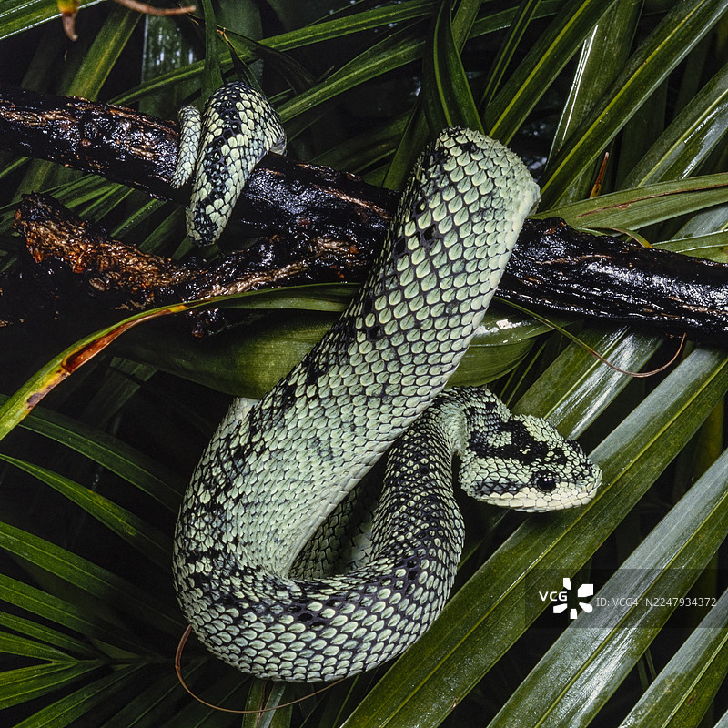 西部丛林蝰蛇图片素材