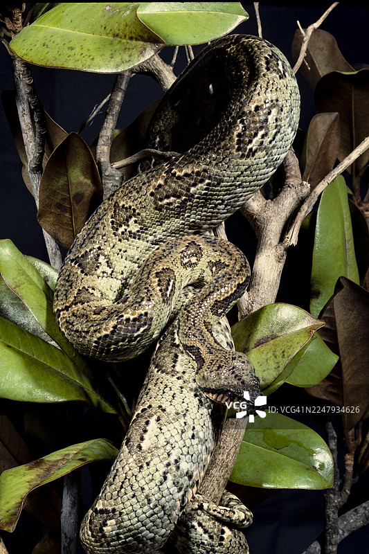 马达加斯加树蚺图片素材