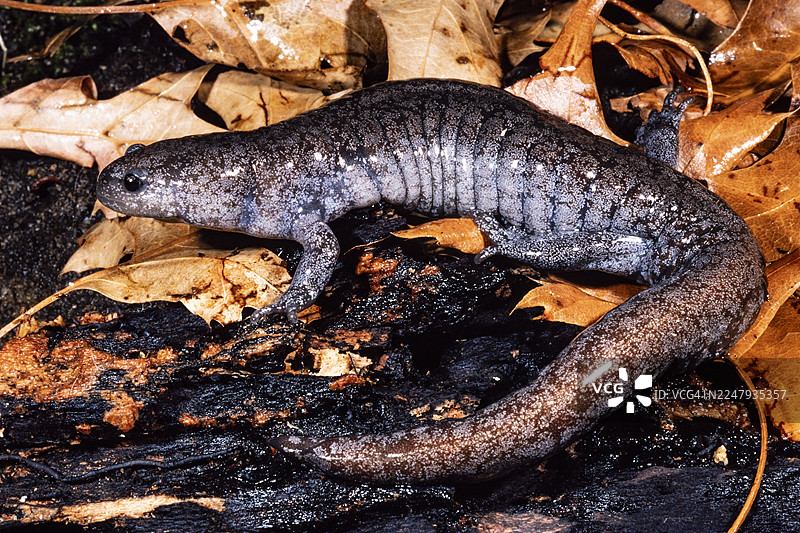 小嘴蝾螈图片素材