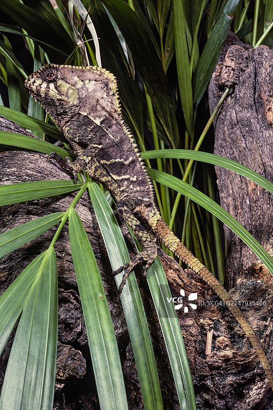 光滑的头盔鬣蜥图片素材