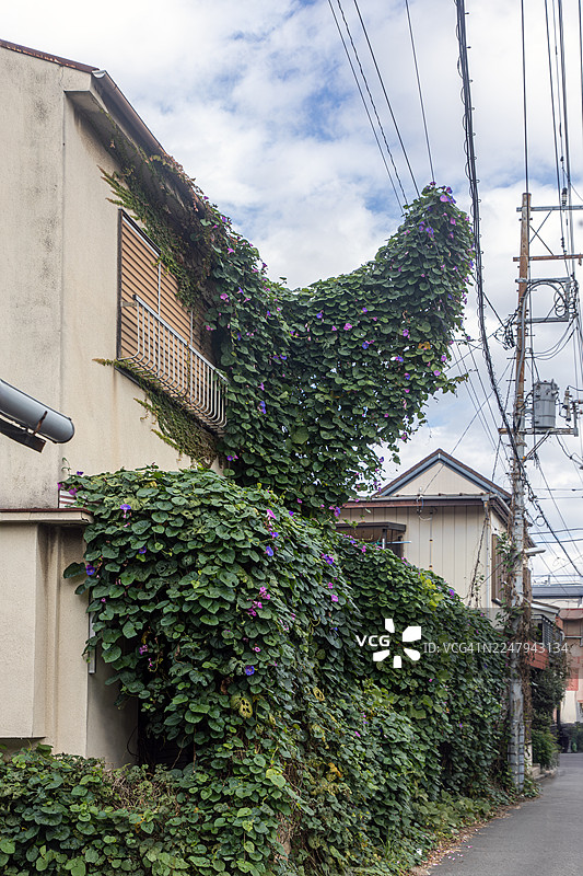 城市过度生长：被牵牛花藤蔓占据的废弃房屋图片素材