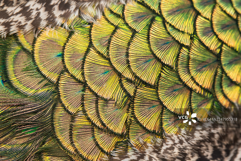 孔雀羽毛建筑图片素材