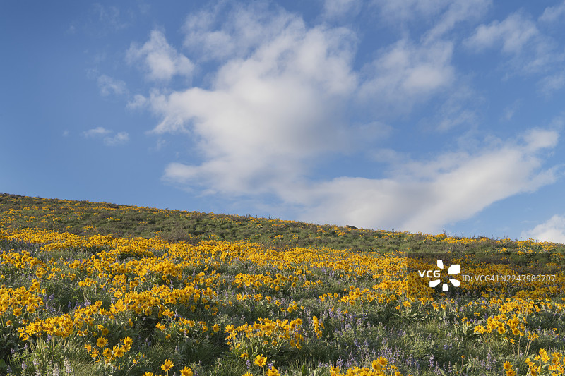 华盛顿州北喀斯喀特山脉梅托山谷野花图片素材