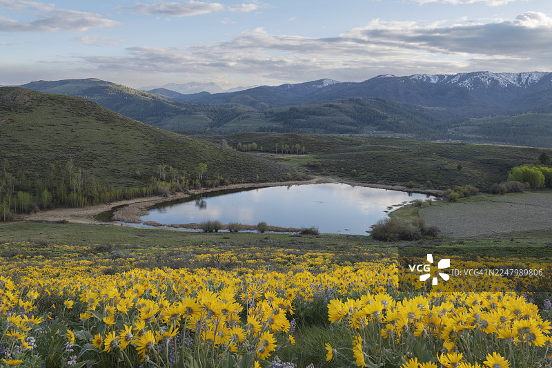 华盛顿州北喀斯喀特山脉梅托山谷的野花图片素材