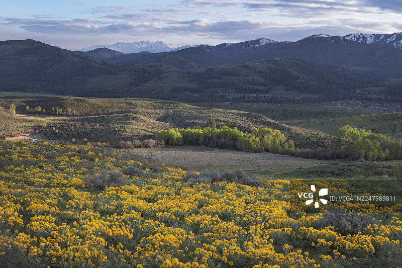 华盛顿州北喀斯喀特山脉梅托山谷野花图片素材