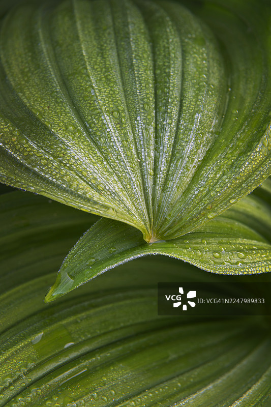 假嚏根草或玉米百合图片素材