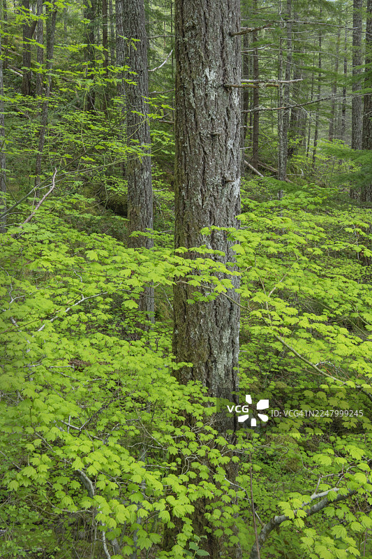 春天的北卡斯卡特森林图片素材