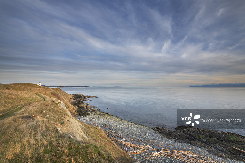 圣胡安岛的牛点图片素材