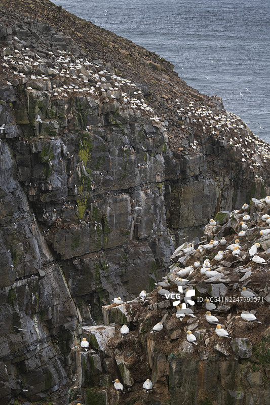 圣玛丽角生态保护区，纽芬兰图片素材