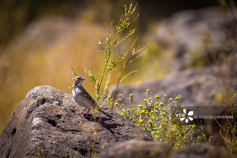沙漠岩石上的云雀麻雀图片素材