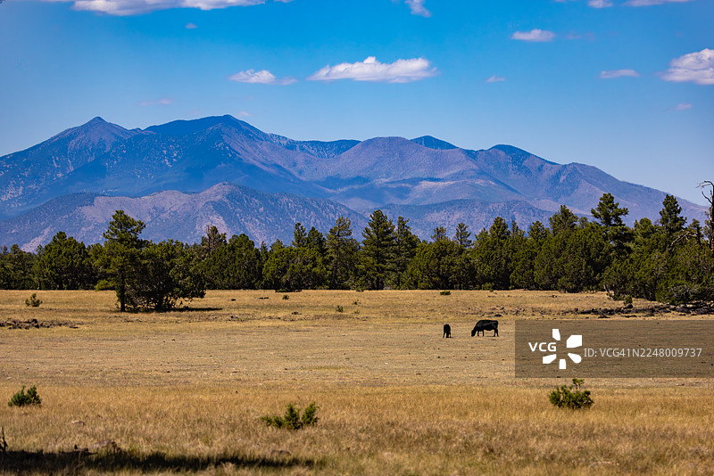 亚利桑那州弗拉格斯塔夫附近，圣弗朗西斯科峰下的牛群图片素材