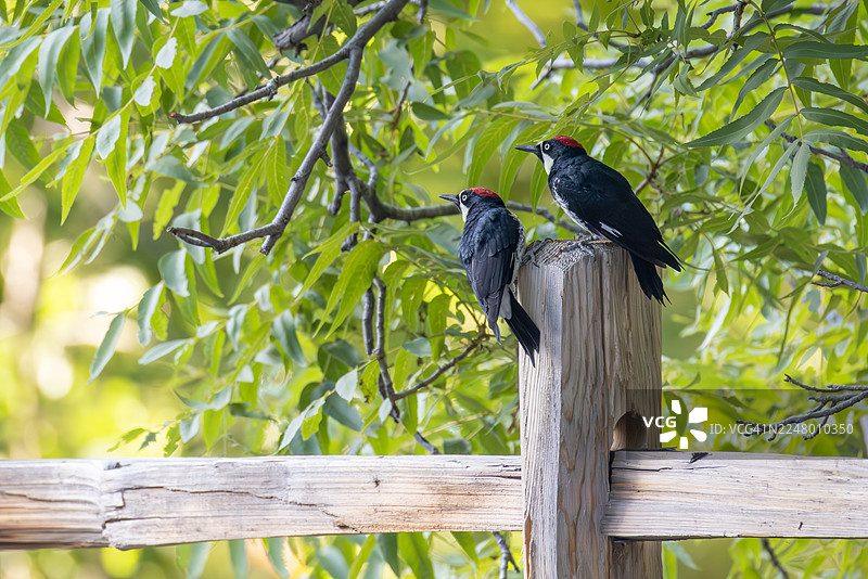 两只红腹啄木鸟栖息在森林围栏柱上图片素材