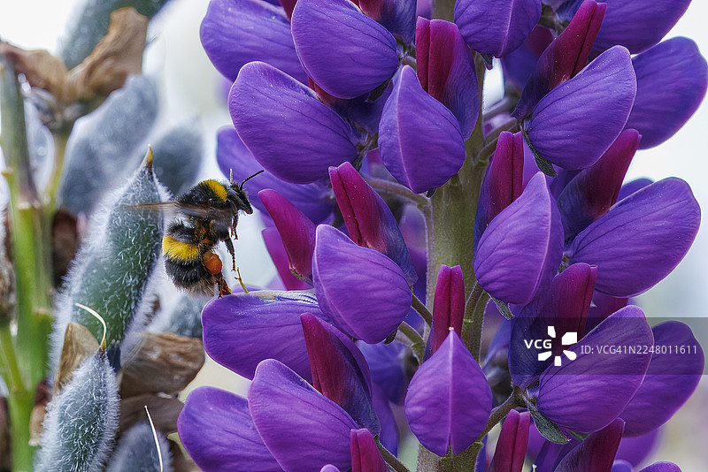 一只大黄蜂站在花瓣上图片素材