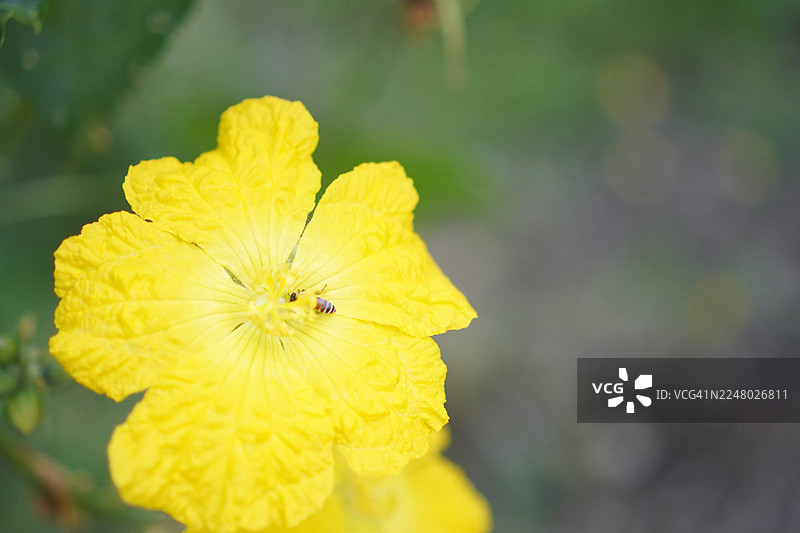 蜜蜂在黄色的西葫芦花上图片素材