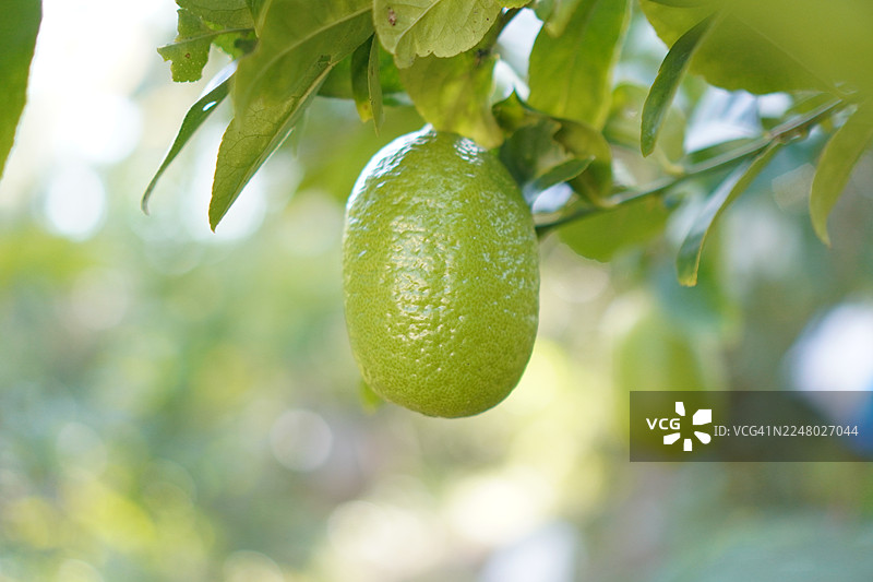 柠檬在树上，背景虚化，植物，酸味水果，酸橙，绿色蔬菜图片素材