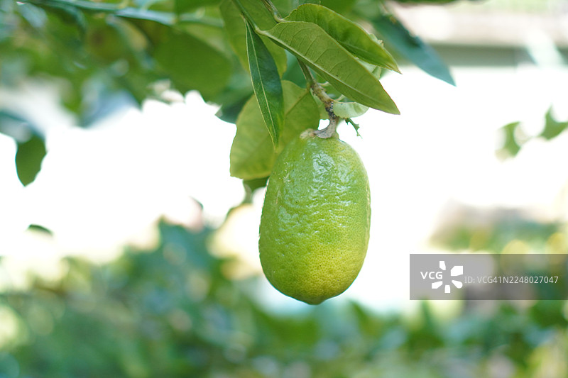 柠檬在树上，背景虚化，植物，酸味水果，青柠，绿色蔬菜图片素材
