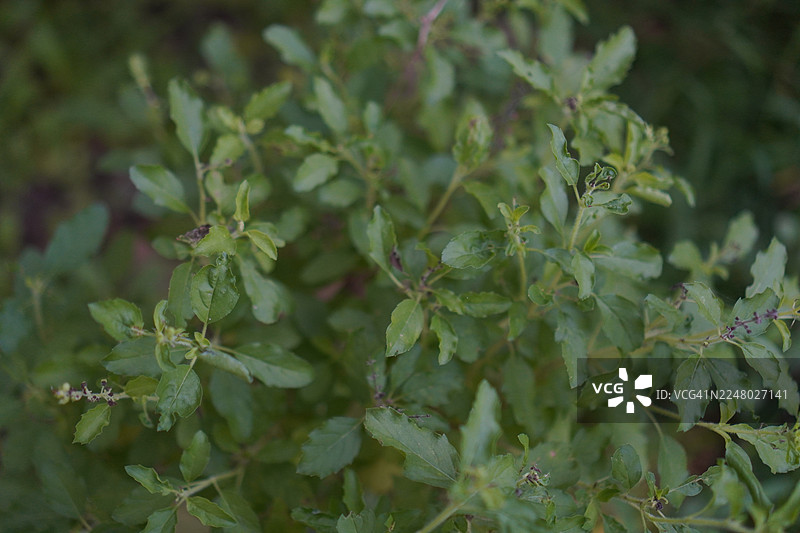 泰国圣罗勒，又名Tulsi、kaphrao，是一种直立的绿色蔬菜，带有在花园中盛开的花朵，背景为自然风景。图片素材