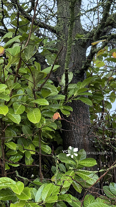 特写镜头下的山樱桃月桂常绿叶子图片素材