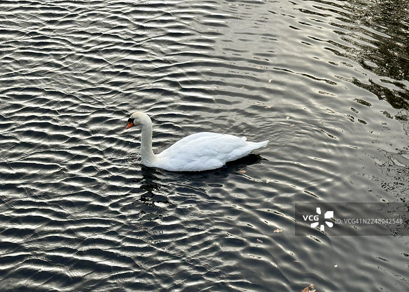 天鹅在特伦特和默西运河的水中游泳图片素材