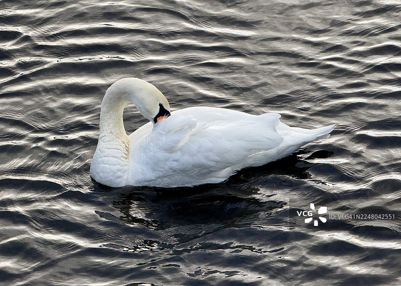 天鹅在特伦特和默西运河中梳理羽毛图片素材