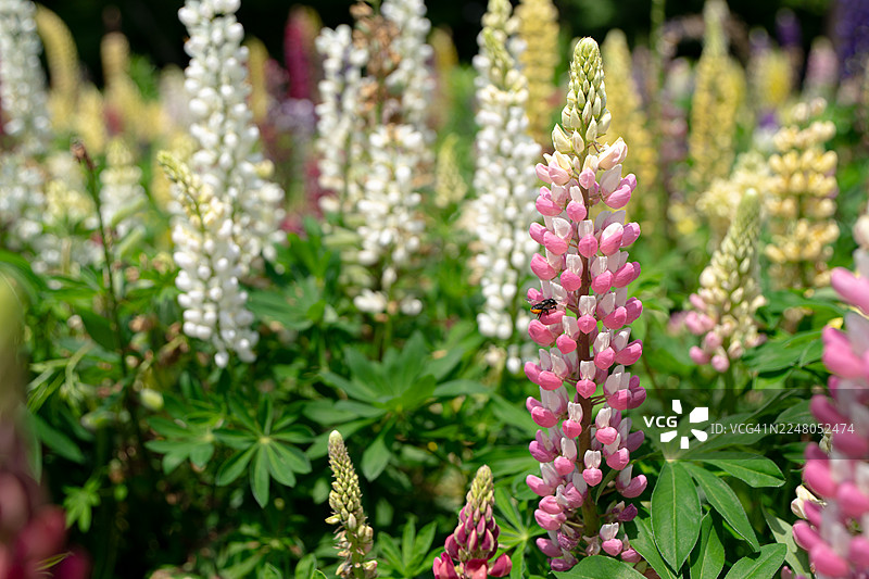 盛开的羽扇豆与一只小蜜蜂图片素材