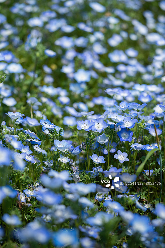无数的蓝色的Nemophila menziesii（鲁冰花）花朵图片素材