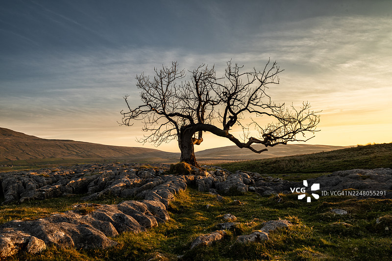 歪脖子树图片素材