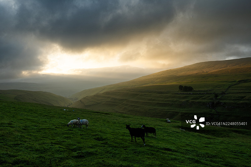 约克郡山谷里，羊群在山坡上吃草。图片素材